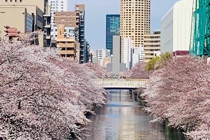 1 Day Private Charter Tokyo Tour (Green Number Plates) - Shibuya Crossing and Hachiko bring the city into focus