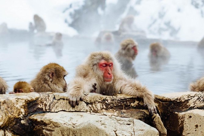 1-Day Snow Monkeys & Snow Fun in Shiga Kogen Tour - Lunch beside the ski fields