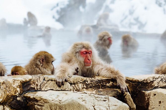 1-Day Snow Monkeys, Zenko-ji Temple & Sake in Nagano - Jigokudani Snow Monkey Park: the day’s main event