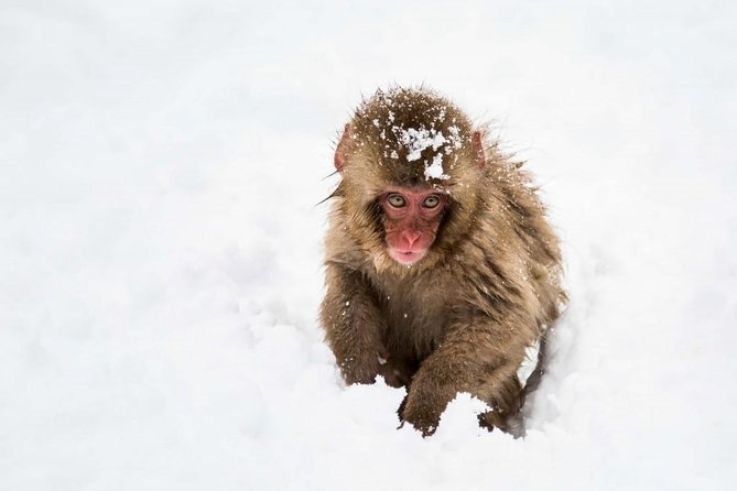 1-Day Snow Monkeys, Zenko-ji Temple & Sake in Nagano - Guides, group size, and the pace of the day