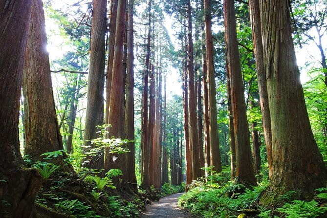 1-Day Togakushi Tour: Soba making, Ninja Town, and Hidden Shrines - Weather, clothing, and family suitability