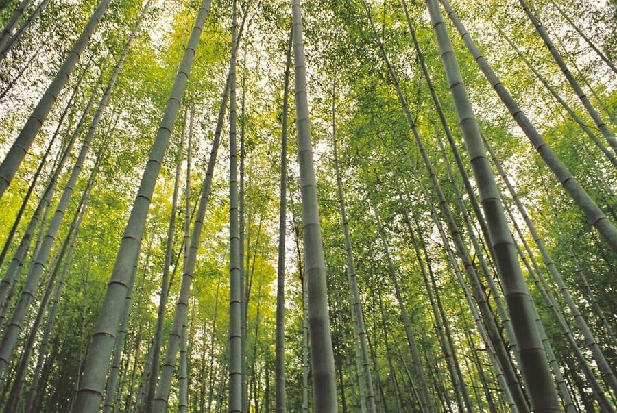 1-Day Tour from Nagoya: Hiking the Historic Nakasendo Trail - Eating on the trail requires a little planning