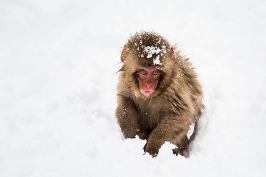 1 Day Tour: Snow Monkeys & Snow Fun in Shiga Kogen - Snow play at Shiga Kogen for 90 minutes
