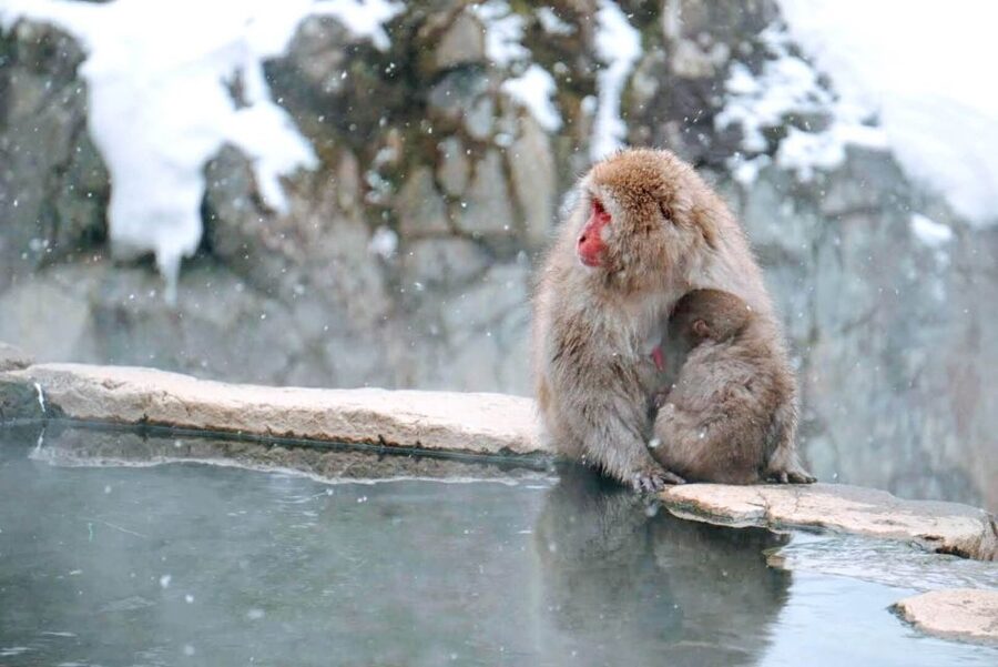 1 Day Tour: Snow Monkeys & Snow Fun in Shiga Kogen - Who should book this 9-hour winter day