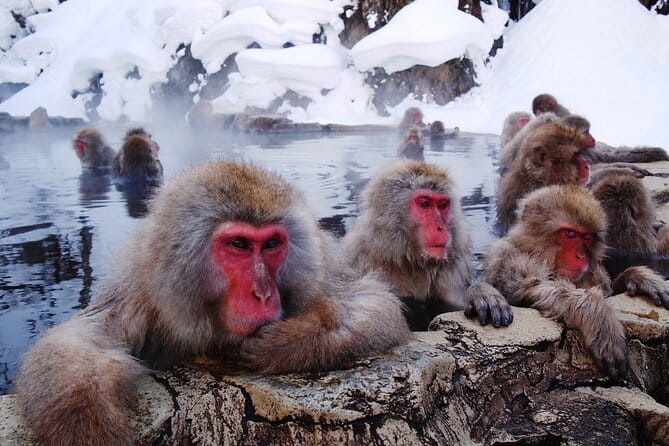 1-Day Winter Tour From Nozawa Onsen: Snow Monkeys, Zenko-ji Temple & Sake - What to wear and bring for the park