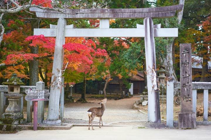 10-Day Highlights of Japan & South Korea by Intertrips Review - Seoul adds palaces, markets, and a border visit