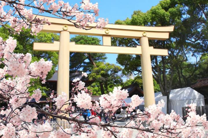 10 Day Southern Japan Cherry Blossom Festival by UME Travel Review - A first trip built around the big contrasts