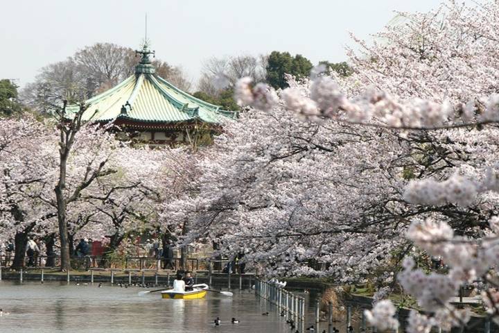10 Day Southern Japan Cherry Blossom Festival by UME Travel Review - Tokyo: a soft landing, then a day to choose your own pace
