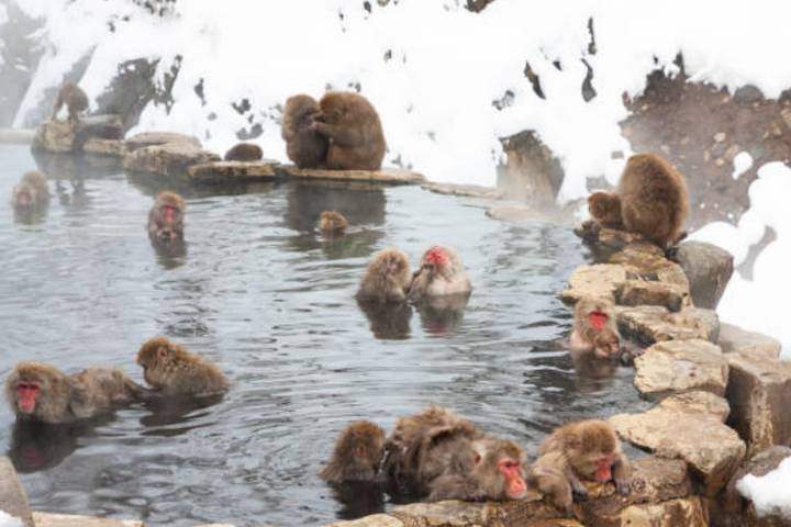 11 Day Explorer Central Japan Snow Monkey Park by UME Travel Review - What Makes This Japan Route Different