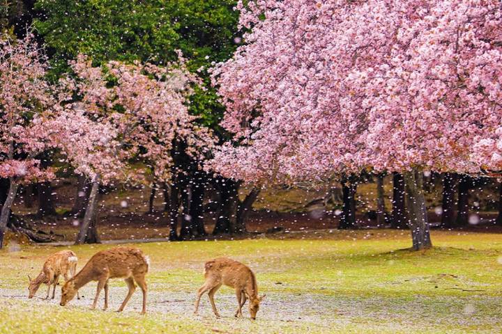 11 Day Southern Japan Cherry Blossom Festival by UME Travel Review - Key points before you book