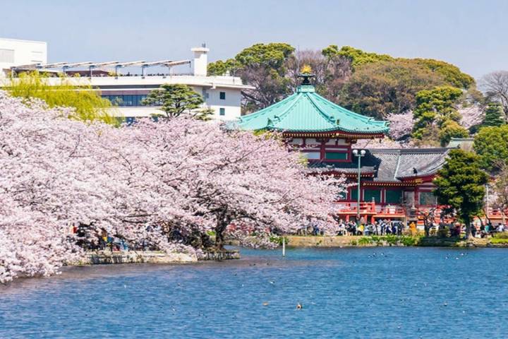 11 Day Southern Japan Cherry Blossom Festival by UME Travel Review - A fast route through Japan, with room to choose