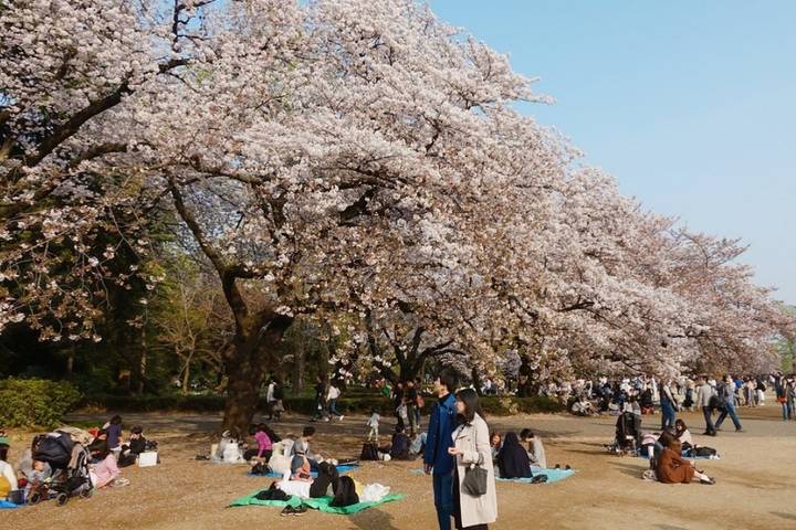 11 Day Southern Japan Cherry Blossom Festival by UME Travel Review - Mt. Fuji: lake views, a ropeway and spring water