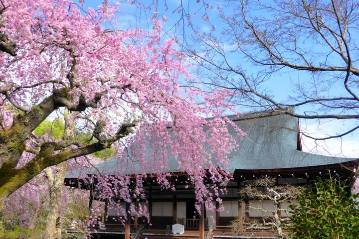 11 Day Southern Japan Cherry Blossom Festival by UME Travel Review - Hakone to Kyoto: a scenic day with a long finish