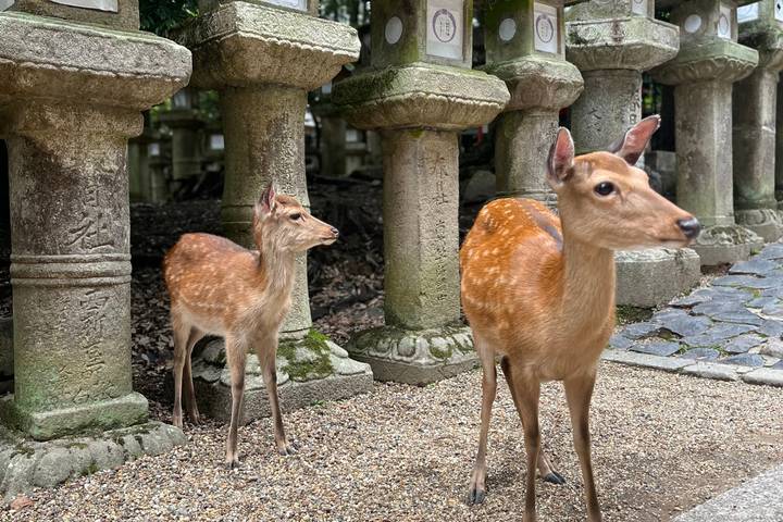 12-Day Japan Family Adventure through Tokyo, Kyoto, Osaka and Beyond by The Dragon Trip - Twelve days from Tokyo to Kyoto, with a route detail to confirm