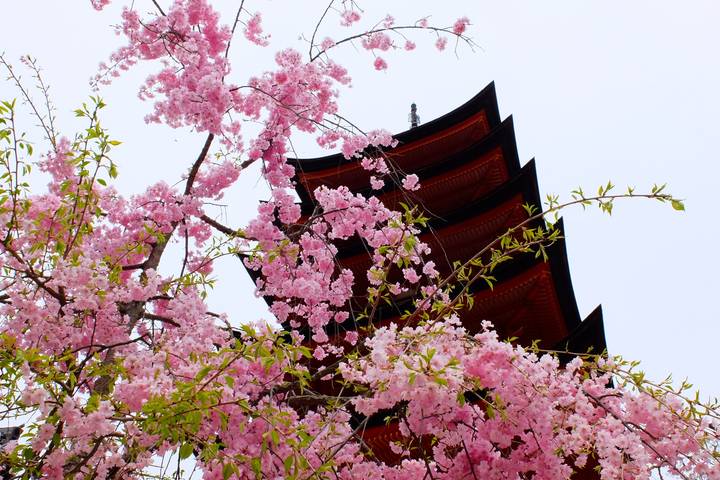 12-Day Japan Family Adventure through Tokyo, Kyoto, Osaka and Beyond by The Dragon Trip - Tokyo begins with sushi, temples and neon