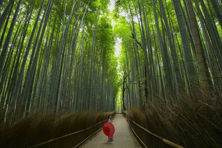 12-Day Japan Family Adventure through Tokyo, Kyoto, Osaka and Beyond by The Dragon Trip - What the starting price buys, and what it does not