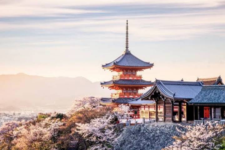 13 Day Central Japan Cherry Blossom Festival by UME Travel Review - Kyoto’s bamboo paths and temple gardens
