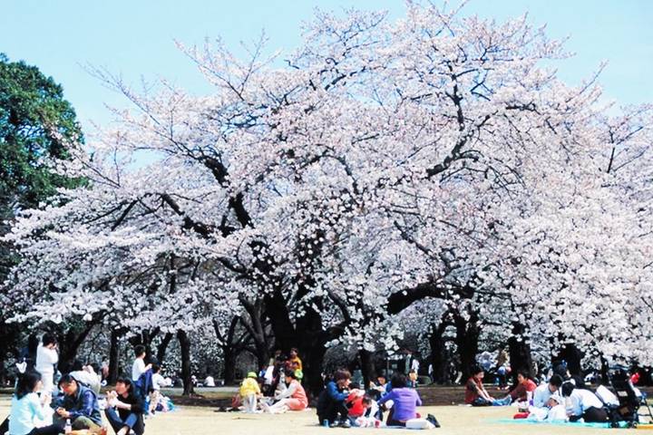 13 Day Central Japan Cherry Blossom Festival by UME Travel Review - Tokyo parks, shrines and breathing room
