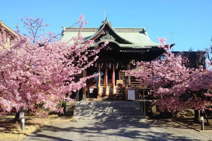 13 Day Spectacular Japan's Honshu by UME Travel Review - Tokyo to Mount Fuji: city time, cycling and clear-water springs