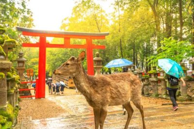 14 Days Japan Panoramic (Private 3 Star Hotels) by Stunning Tours