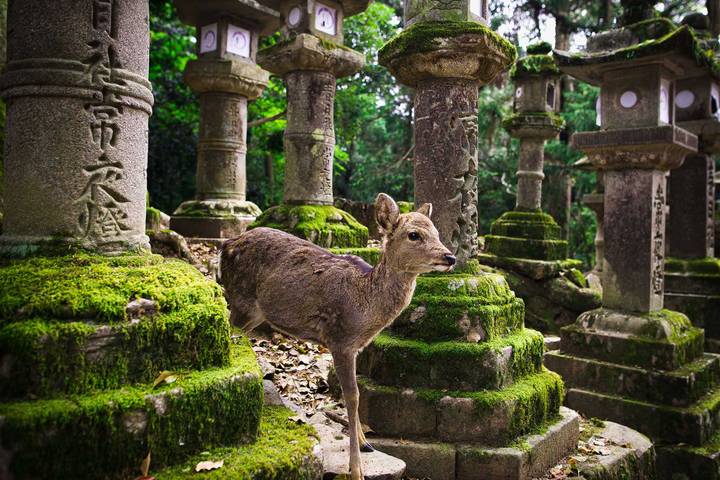 14 Days Onsen Relaxation & Autumn Gastronomy in Japan by UME Travel Review - Tokyo begins with shrines, gardens and a famous scramble
