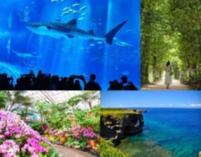 <1Dya Tour>Churaumi Aquarium, Cape Manzamo, American Village - Key Points to Know Before You Book