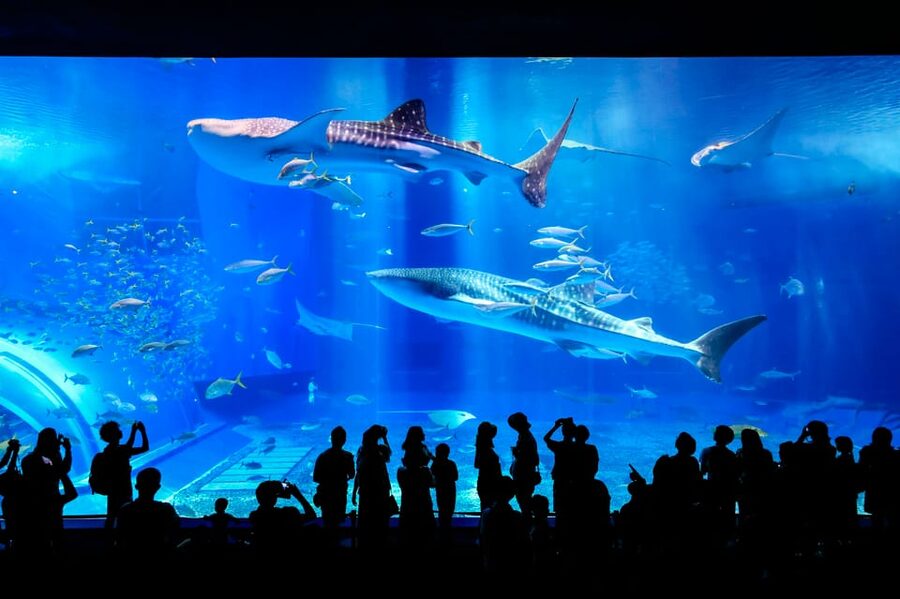 <1Dya Tour>Churaumi Aquarium, Cape Manzamo, American Village - Bise Fukugi Tree Road and Okinawa’s Old Windbreaks