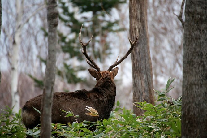 3.5hours Primeval Forest Snowshoe hike and Wildlife Watching Tour - A 3.5-hour schedule with a local pickup