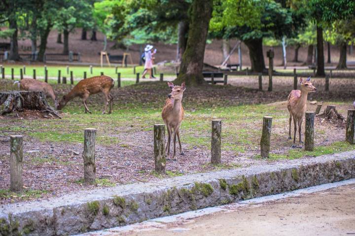 3 Day Kyoto, Osaka & Nara Tour from Tokyo by Tourist Journey Review - Day three: torii gates, Golden Pavilion, bamboo and Nara