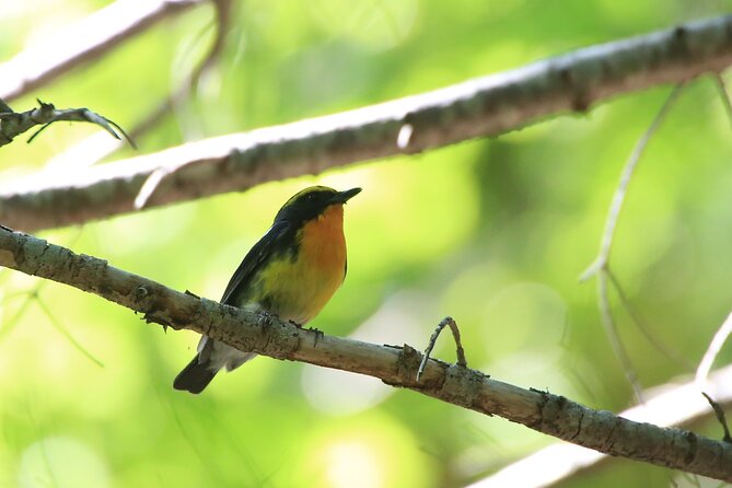 3hours Primeval Forest and Stunning Views of Cliff Trekking Tour - Following animal tracks through primeval forest