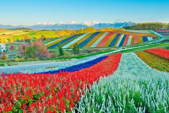 6 Days Hokkaido's Floral Symphony Tour by UME Travel Review - Key points before you book