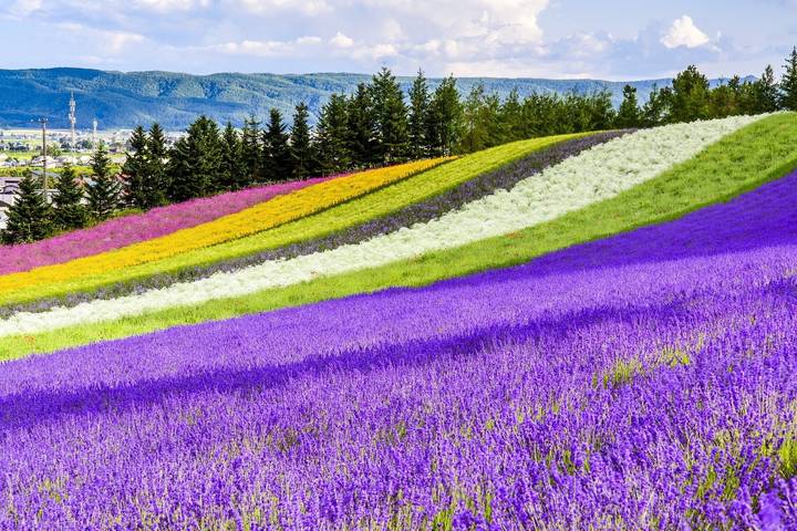 6 Days Hokkaido's Floral Symphony Tour by UME Travel Review - A six-day sampler with a lot of road in it