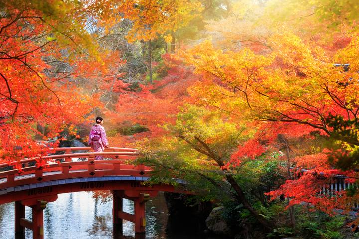7-Day Japan Delight: Tokyo, Mt. Fuji, Kyoto by Intertrips Review - Key points before you book