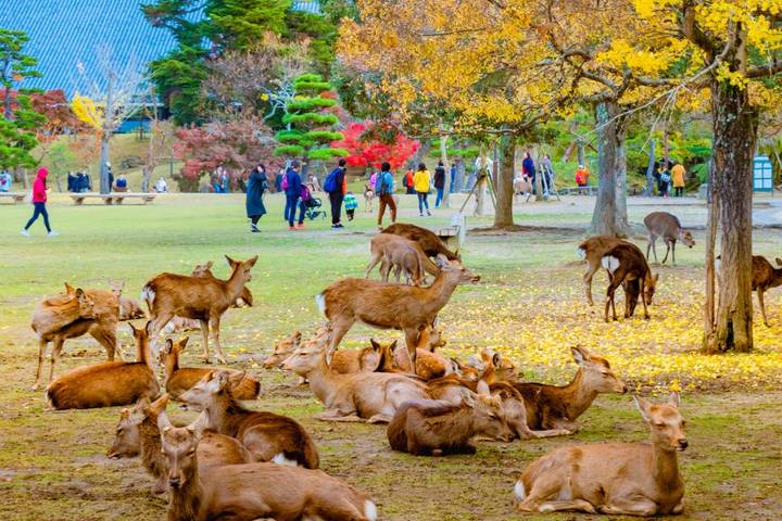 7 Day Japan Golden Route: Affordable Small Group Tour by UME Travel Review - Day 7: Leave Osaka independently