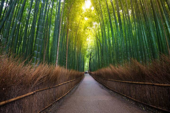 7 Day Japan on a Budget Small Group Tour Package by Tourist Journey Review - Should you book this Tokyo-to-Kyoto tour?