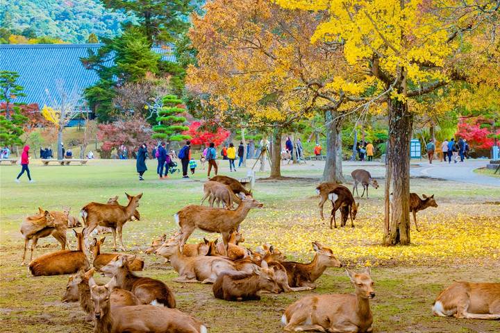 7 Days Customized Tokyo and Kansai Classic Tour (private guide & driver) by UME Travel - Day 5: Kyoto shrines, Uji tea and Nara’s deer