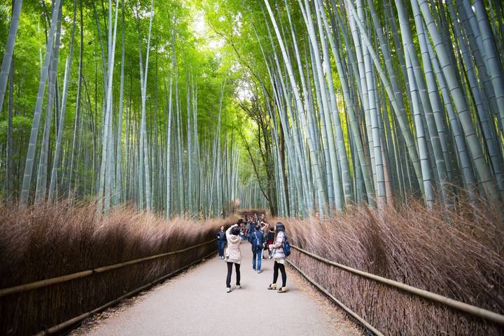 8 Day Highlights of Japan Small Group Tour Package by Tourist Journey Review - Should you book this eight-day Japan package?