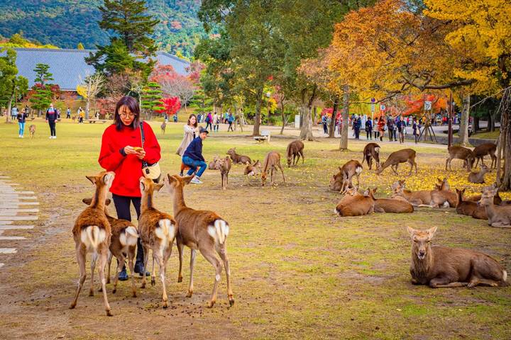 8 Day Japan on a Budget Small Group Tour Package by Tourist Journey Review - Day 4: A welcome free day in Tokyo