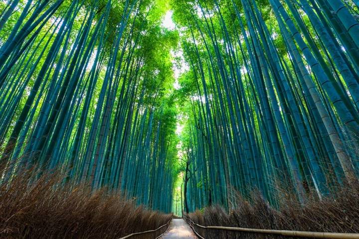 8 Day Splendid Japan (Private Guide and Driver) - Umetravel Review - Eight days from Osaka’s food streets to Tokyo