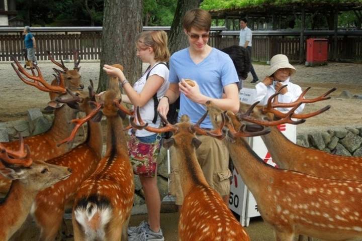 8 Days Best Of Japan Family Small Group by UME Travel Review - Should you book this Japan tour?