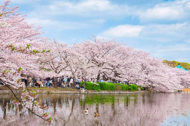 9 Day Best of Japan Cherry Blossom Tour 2027 by UME Travel Review - Tokyo parks, temples and crossing lights