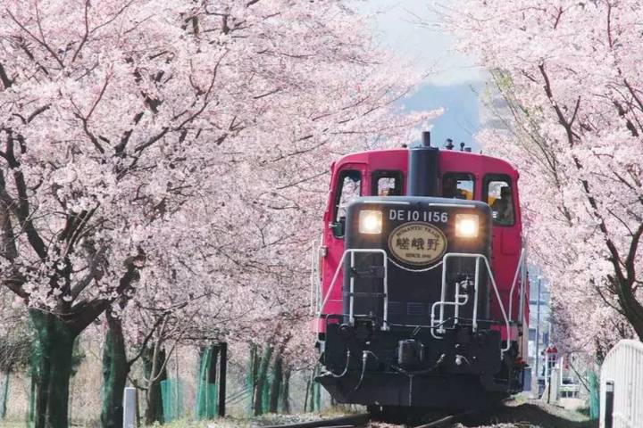 9 Day Best of Japan Cherry Blossom Tour 2027 by UME Travel Review - Kyoto’s old streets, tea and evening Gion