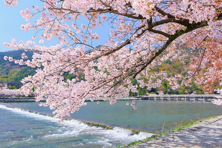 9 Day Best of Japan Cherry Blossom Tour 2027 by UME Travel Review - What the $4,708 price includes, and what it does not