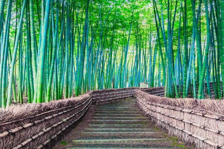 9 Day Independent Japan by Vio Travel - Tokyo to Osaka Tour Review - Tokyo: a guided sampler, then room to roam