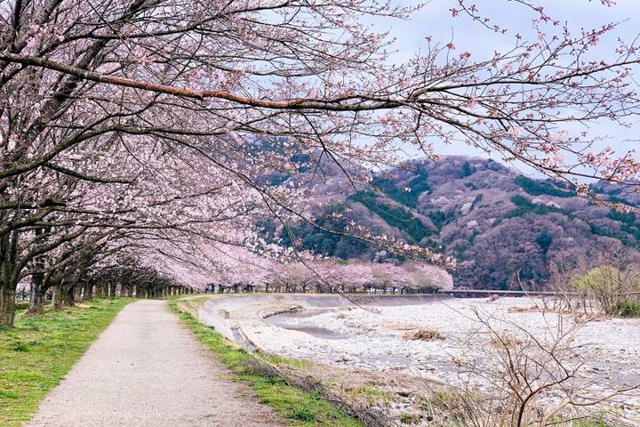 9 Days Japan Golden Tour Package WITH OISHI PARK by Delightful Travel Review - At a glance: Fuji views, classic cities, and free Osaka time