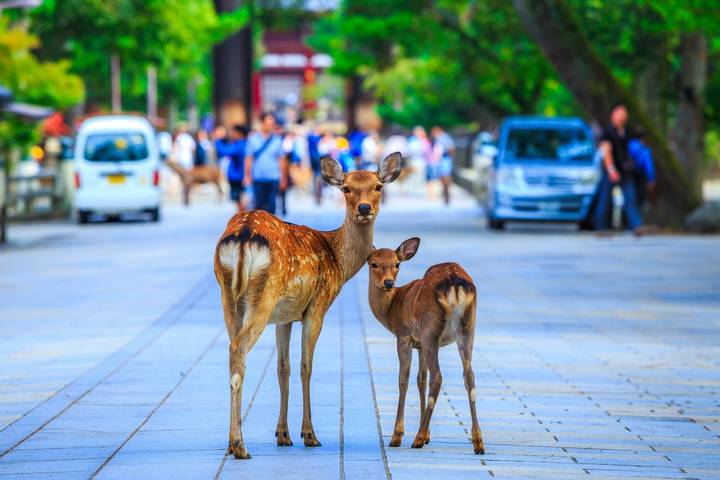 9D Splendid Japan-Private 3 Star Hotels-Osaka to Tokyo - Tokyo gives you one guided day and one open day