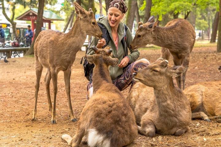 A Classic 11 Day Japan Holiday - Kyoto and Nara: temples, deer and long sightseeing days