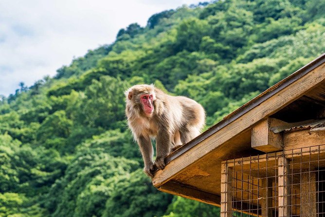 Afternoon Kyoto Bike Tour: Bamboo Forest, Monkeys & Hidden Spots - Why a bicycle works so well in Arashiyama