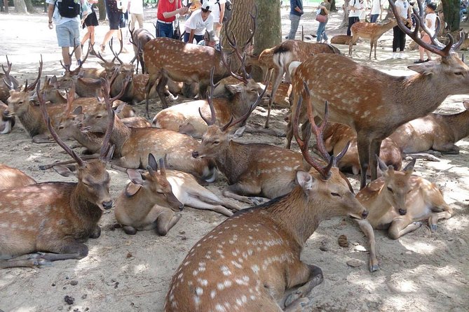 All must-sees in 3 hours - Nara Park Classic Tour! From JR Nara! - Key points at a glance