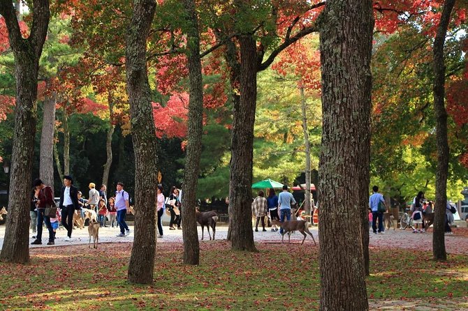 All must-sees in 3 hours - Nara Park Classic Tour! From JR Nara! - Starting at JR Nara Station at 10 am